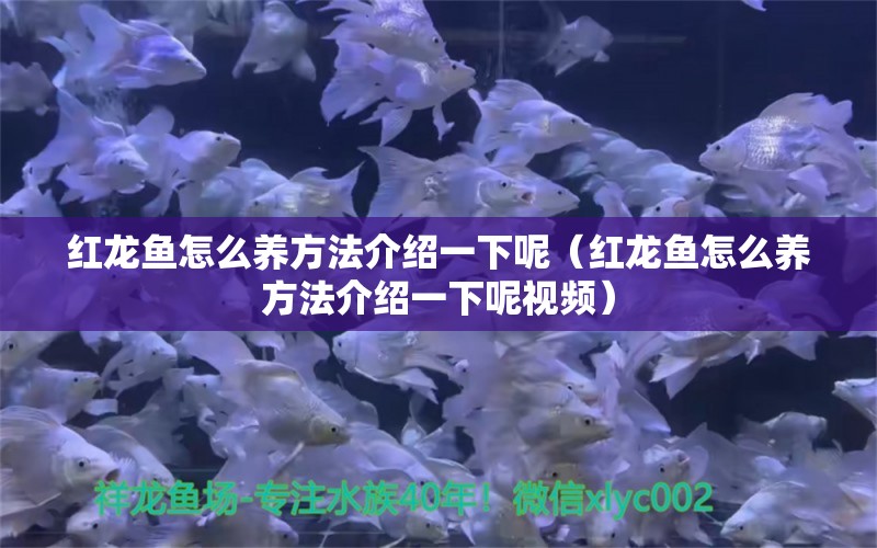 紅龍魚怎么養(yǎng)方法介紹一下呢（紅龍魚怎么養(yǎng)方法介紹一下呢視頻）