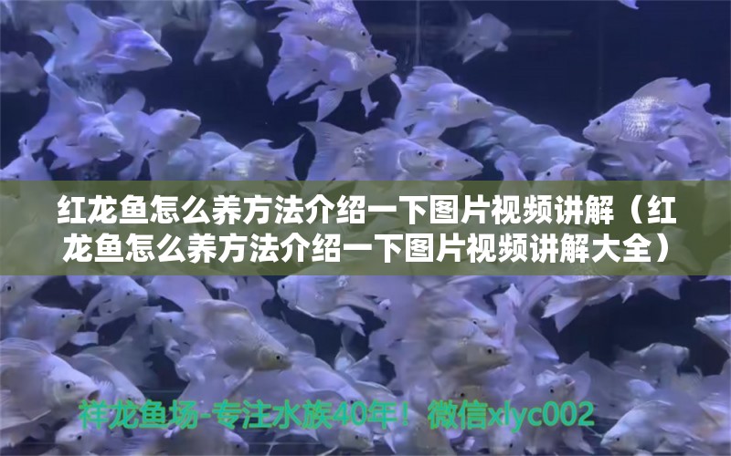 紅龍魚怎么養(yǎng)方法介紹一下圖片視頻講解（紅龍魚怎么養(yǎng)方法介紹一下圖片視頻講解大全）