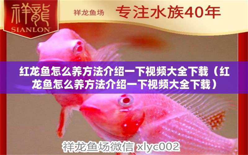 紅龍魚(yú)怎么養(yǎng)方法介紹一下視頻大全下載（紅龍魚(yú)怎么養(yǎng)方法介紹一下視頻大全下載）