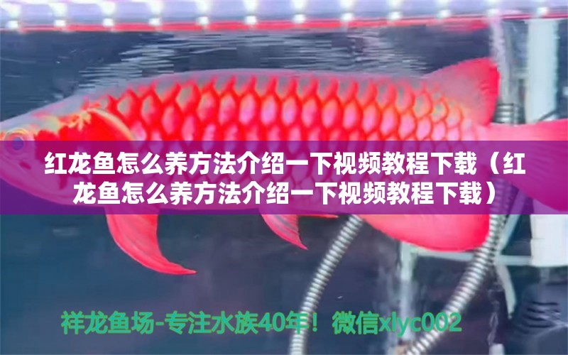 紅龍魚怎么養(yǎng)方法介紹一下視頻教程下載（紅龍魚怎么養(yǎng)方法介紹一下視頻教程下載）