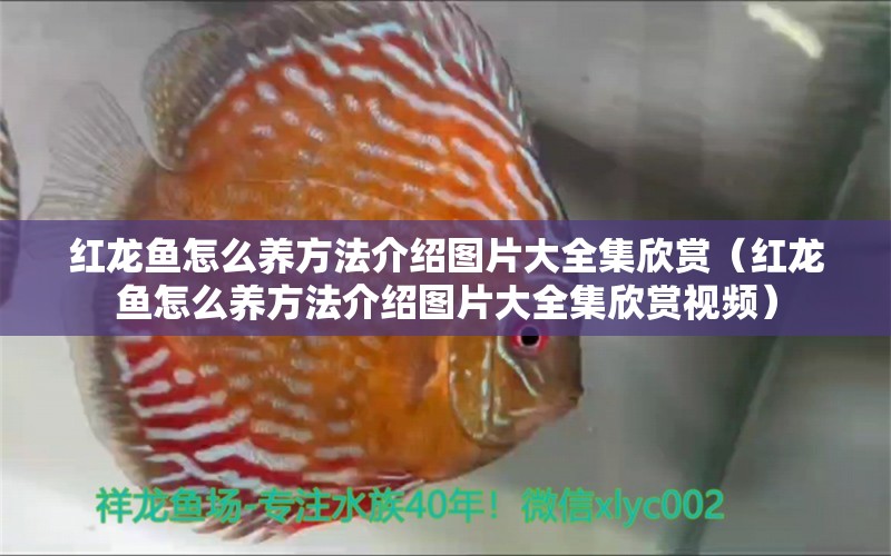 紅龍魚怎么養(yǎng)方法介紹圖片大全集欣賞（紅龍魚怎么養(yǎng)方法介紹圖片大全集欣賞視頻）