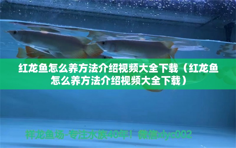 紅龍魚怎么養(yǎng)方法介紹視頻大全下載（紅龍魚怎么養(yǎng)方法介紹視頻大全下載） 印尼紅龍魚