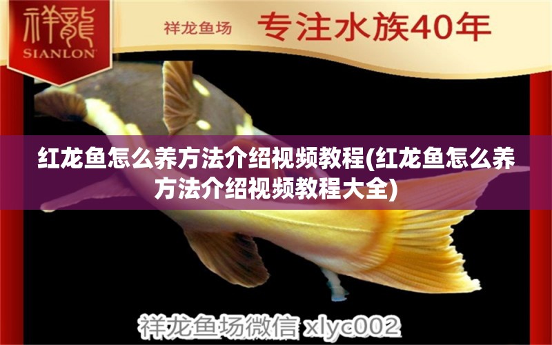 紅龍魚怎么養(yǎng)方法介紹視頻教程(紅龍魚怎么養(yǎng)方法介紹視頻教程大全)