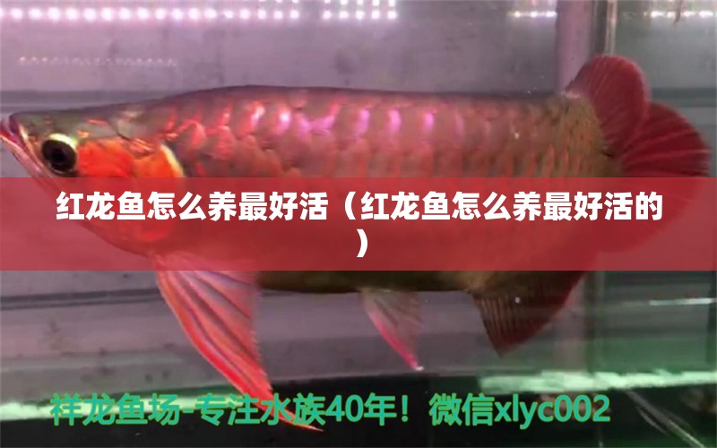 紅龍魚怎么養(yǎng)最好活（紅龍魚怎么養(yǎng)最好活的）