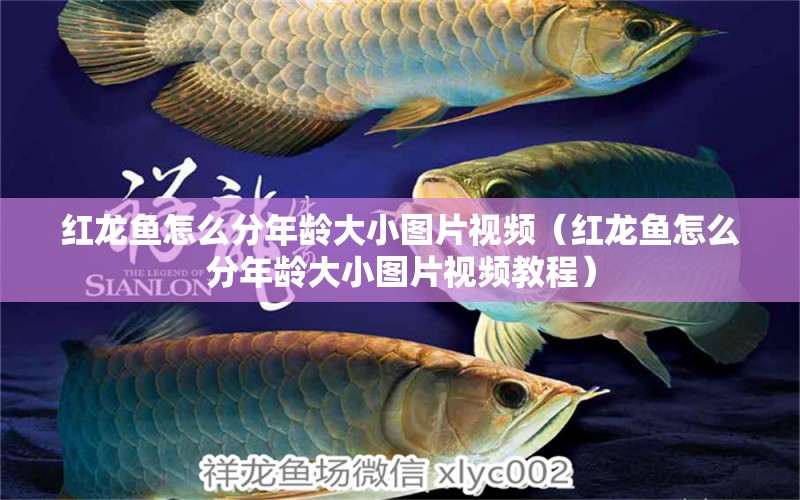 紅龍魚怎么分年齡大小圖片視頻（紅龍魚怎么分年齡大小圖片視頻教程）