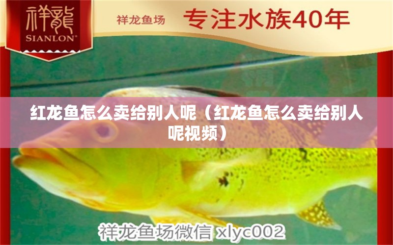 紅龍魚怎么賣給別人呢（紅龍魚怎么賣給別人呢視頻）