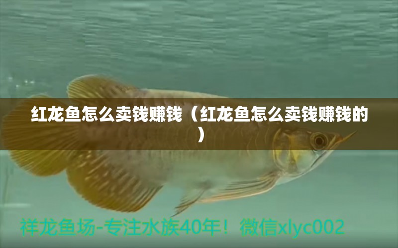 紅龍魚(yú)怎么賣(mài)錢(qián)賺錢(qián)（紅龍魚(yú)怎么賣(mài)錢(qián)賺錢(qián)的） 網(wǎng)上購(gòu)買(mǎi)觀賞魚(yú)