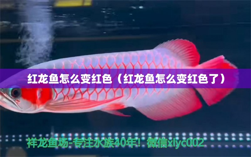 紅龍魚怎么變紅色（紅龍魚怎么變紅色了）