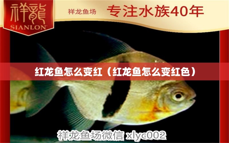 紅龍魚(yú)怎么變紅（紅龍魚(yú)怎么變紅色） 印尼紅龍魚(yú)