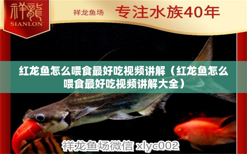 紅龍魚(yú)怎么喂食最好吃視頻講解（紅龍魚(yú)怎么喂食最好吃視頻講解大全）