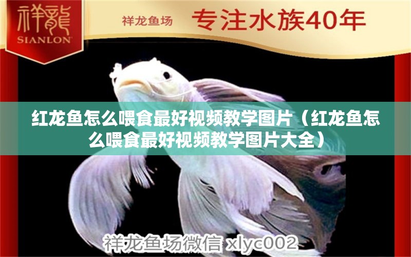 紅龍魚(yú)怎么喂食最好視頻教學(xué)圖片（紅龍魚(yú)怎么喂食最好視頻教學(xué)圖片大全）