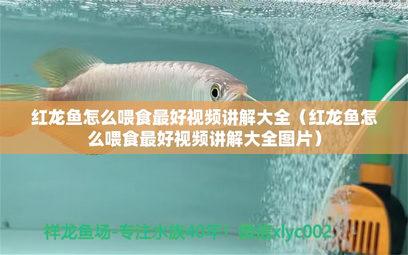 紅龍魚(yú)怎么喂食最好視頻講解大全（紅龍魚(yú)怎么喂食最好視頻講解大全圖片）