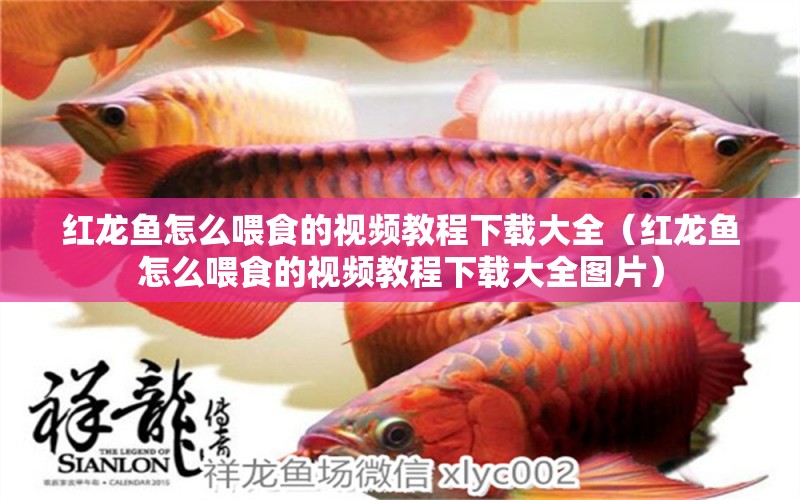 紅龍魚(yú)怎么喂食的視頻教程下載大全（紅龍魚(yú)怎么喂食的視頻教程下載大全圖片）