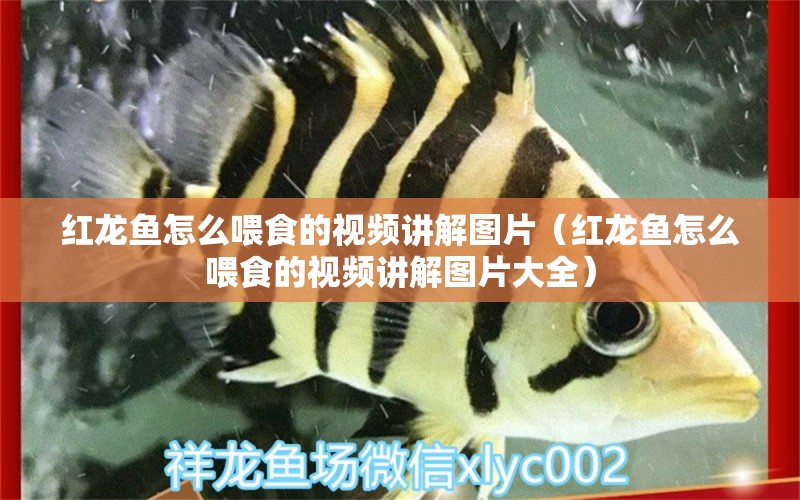 紅龍魚(yú)怎么喂食的視頻講解圖片（紅龍魚(yú)怎么喂食的視頻講解圖片大全）