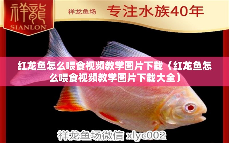 紅龍魚(yú)怎么喂食視頻教學(xué)圖片下載（紅龍魚(yú)怎么喂食視頻教學(xué)圖片下載大全）