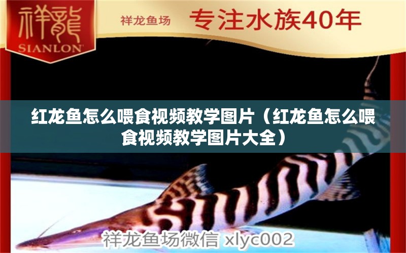 紅龍魚怎么喂食視頻教學(xué)圖片（紅龍魚怎么喂食視頻教學(xué)圖片大全） 龍魚百科