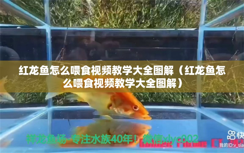 紅龍魚(yú)怎么喂食視頻教學(xué)大全圖解（紅龍魚(yú)怎么喂食視頻教學(xué)大全圖解）