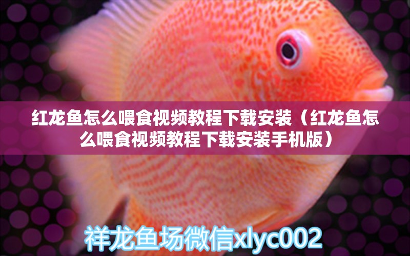 紅龍魚(yú)怎么喂食視頻教程下載安裝（紅龍魚(yú)怎么喂食視頻教程下載安裝手機(jī)版）