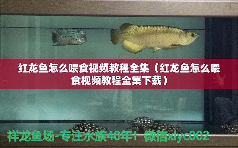 紅龍魚怎么喂食視頻教程全集（紅龍魚怎么喂食視頻教程全集下載） 龍魚百科