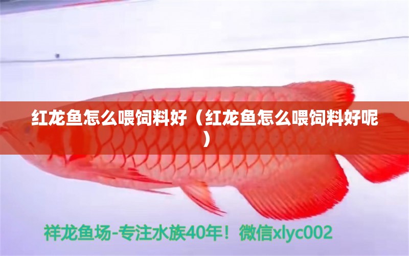 紅龍魚怎么喂飼料好（紅龍魚怎么喂飼料好呢）