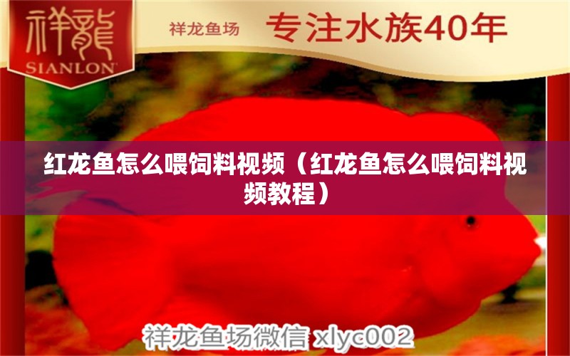 紅龍魚(yú)怎么喂飼料視頻（紅龍魚(yú)怎么喂飼料視頻教程） 龍魚(yú)百科