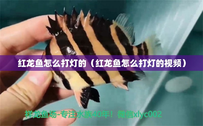 紅龍魚怎么打燈的（紅龍魚怎么打燈的視頻）