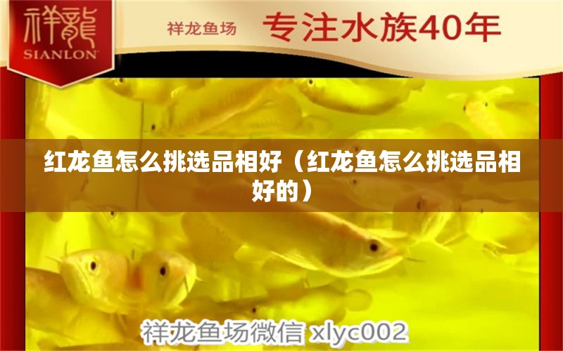 紅龍魚怎么挑選品相好（紅龍魚怎么挑選品相好的）