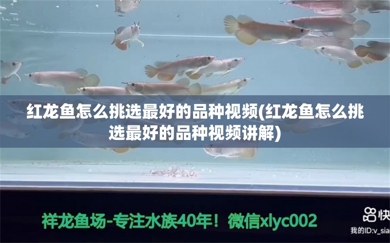 紅龍魚(yú)怎么挑選最好的品種視頻(紅龍魚(yú)怎么挑選最好的品種視頻講解) 錦鯉魚(yú)