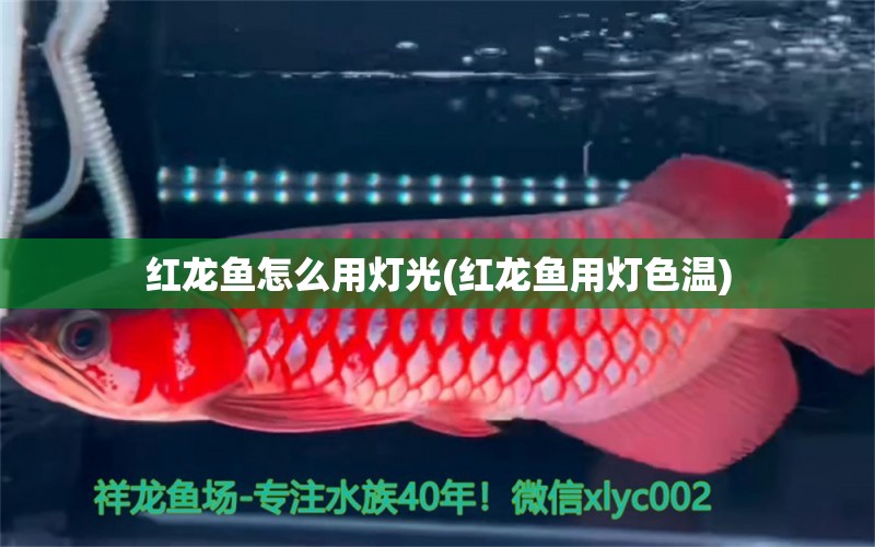 紅龍魚怎么用燈光(紅龍魚用燈色溫) 羅漢魚批發(fā) 第1張