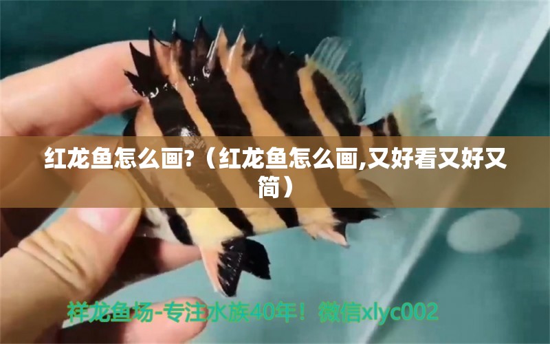 紅龍魚怎么畫?（紅龍魚怎么畫,又好看又好又簡）