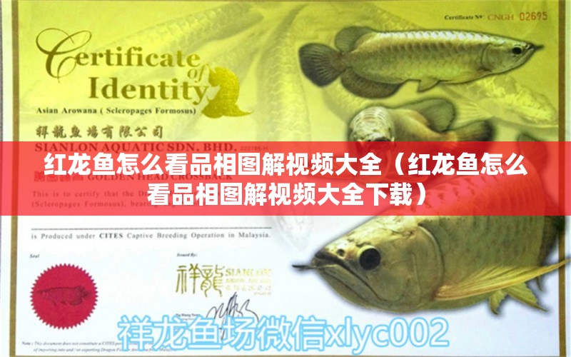 紅龍魚怎么看品相圖解視頻大全（紅龍魚怎么看品相圖解視頻大全下載）