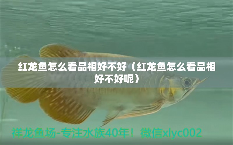 紅龍魚怎么看品相好不好（紅龍魚怎么看品相好不好呢） 祥龍水族醫(yī)院