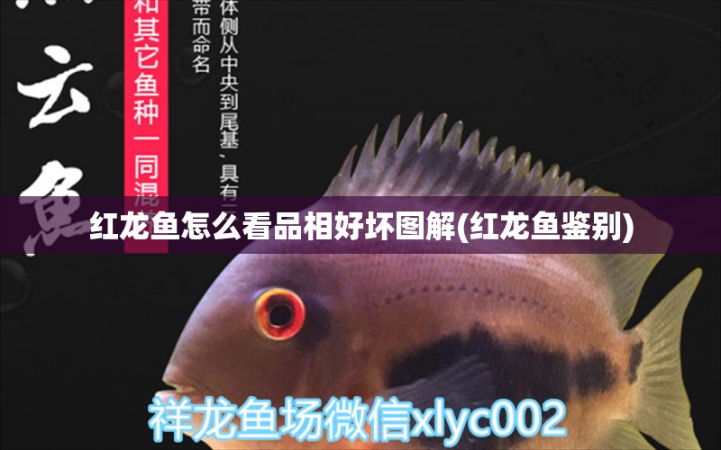 紅龍魚(yú)怎么看品相好壞圖解(紅龍魚(yú)鑒別)