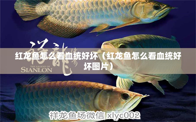 紅龍魚怎么看血統(tǒng)好壞（紅龍魚怎么看血統(tǒng)好壞圖片） 魚缸水泵