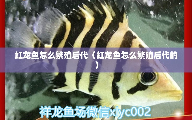 紅龍魚(yú)怎么繁殖后代（紅龍魚(yú)怎么繁殖后代的） 觀賞魚(yú)市場(chǎng)（混養(yǎng)魚(yú)）