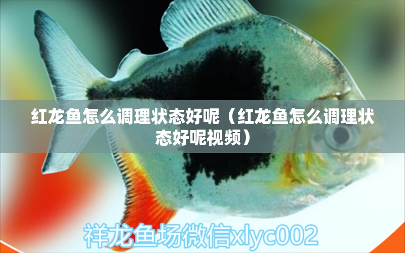 紅龍魚怎么調(diào)理狀態(tài)好呢（紅龍魚怎么調(diào)理狀態(tài)好呢視頻）