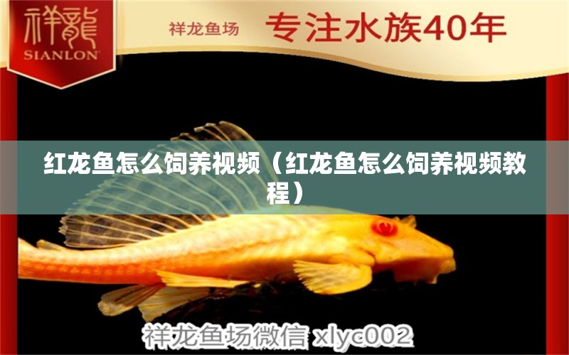 紅龍魚怎么飼養(yǎng)視頻（紅龍魚怎么飼養(yǎng)視頻教程）