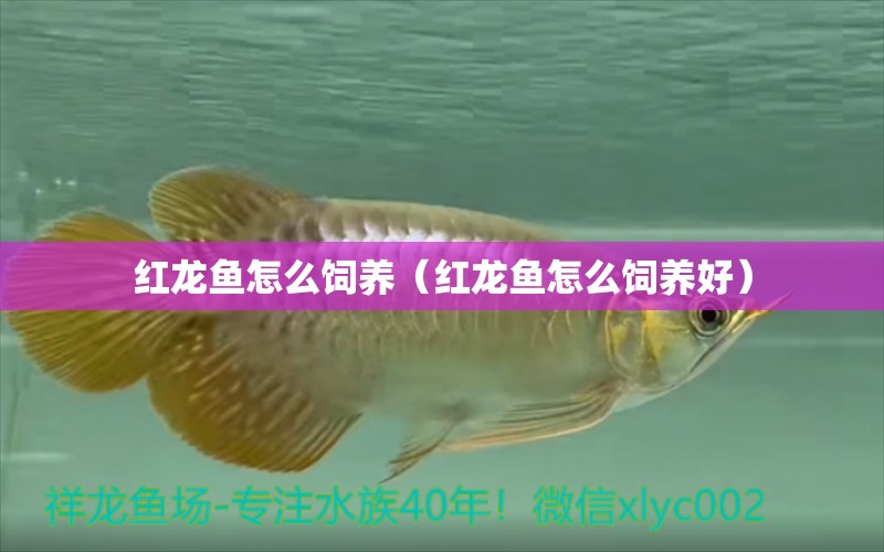 紅龍魚(yú)怎么飼養(yǎng)（紅龍魚(yú)怎么飼養(yǎng)好）