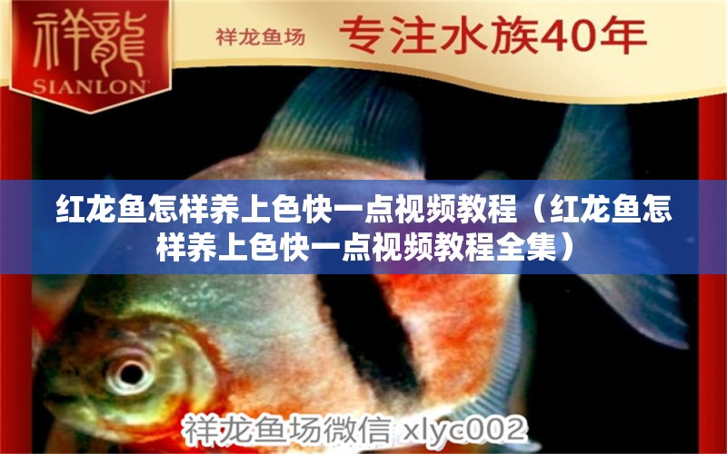 紅龍魚怎樣養(yǎng)上色快一點視頻教程（紅龍魚怎樣養(yǎng)上色快一點視頻教程全集）