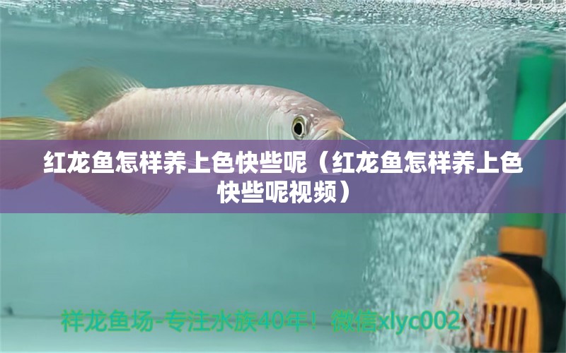 紅龍魚怎樣養(yǎng)上色快些呢（紅龍魚怎樣養(yǎng)上色快些呢視頻）