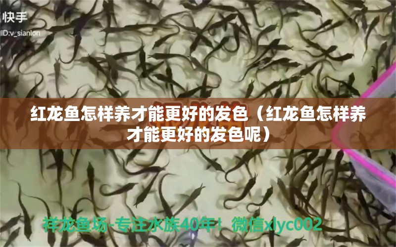 紅龍魚怎樣養(yǎng)才能更好的發(fā)色（紅龍魚怎樣養(yǎng)才能更好的發(fā)色呢）