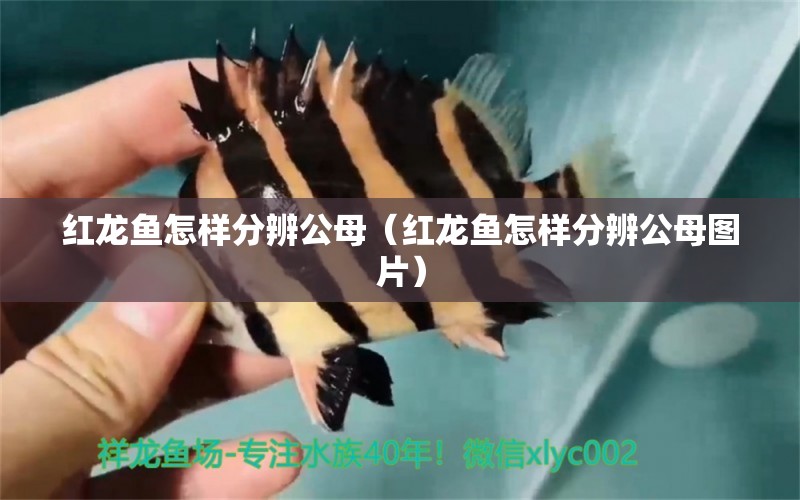 紅龍魚怎樣分辨公母（紅龍魚怎樣分辨公母圖片） 龍魚百科