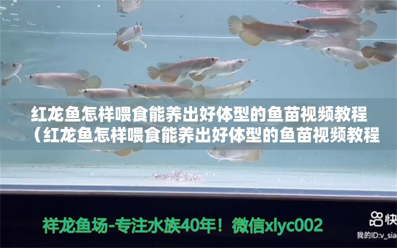 紅龍魚怎樣喂食能養(yǎng)出好體型的魚苗視頻教程（紅龍魚怎樣喂食能養(yǎng)出好體型的魚苗視頻教程下載）