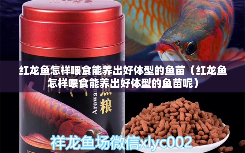 紅龍魚怎樣喂食能養(yǎng)出好體型的魚苗（紅龍魚怎樣喂食能養(yǎng)出好體型的魚苗呢） 印尼紅龍魚