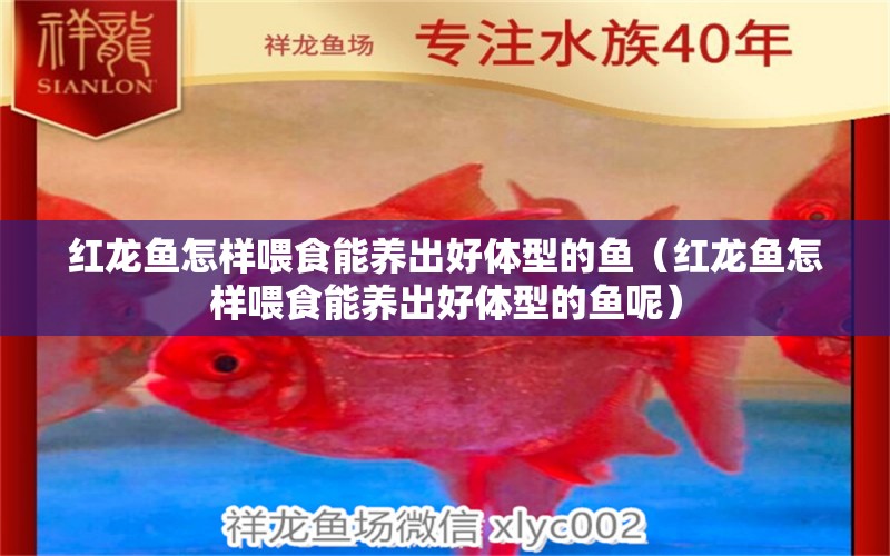 紅龍魚怎樣喂食能養(yǎng)出好體型的魚（紅龍魚怎樣喂食能養(yǎng)出好體型的魚呢） 印尼紅龍魚