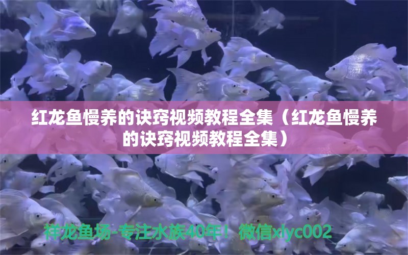 紅龍魚慢養(yǎng)的訣竅視頻教程全集（紅龍魚慢養(yǎng)的訣竅視頻教程全集）