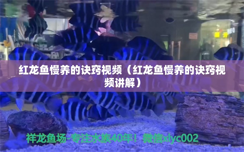 紅龍魚慢養(yǎng)的訣竅視頻（紅龍魚慢養(yǎng)的訣竅視頻講解）