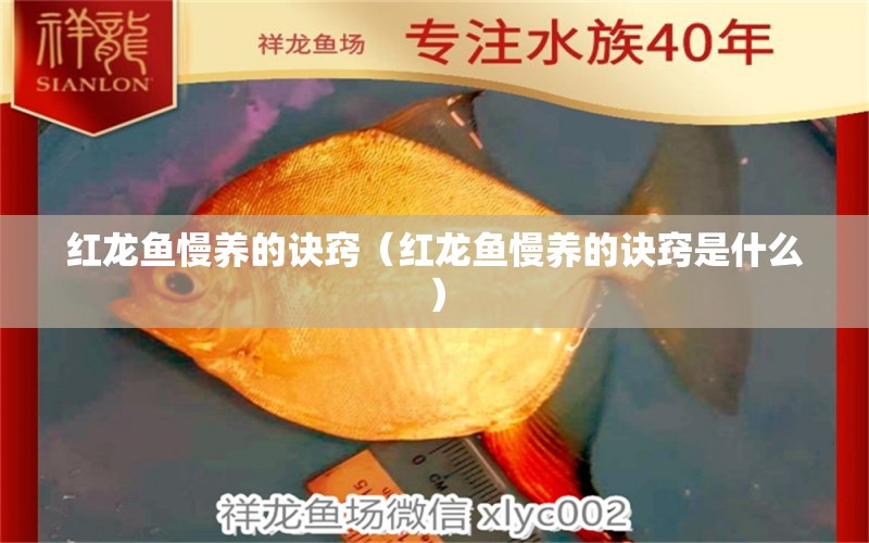 紅龍魚慢養(yǎng)的訣竅（紅龍魚慢養(yǎng)的訣竅是什么）