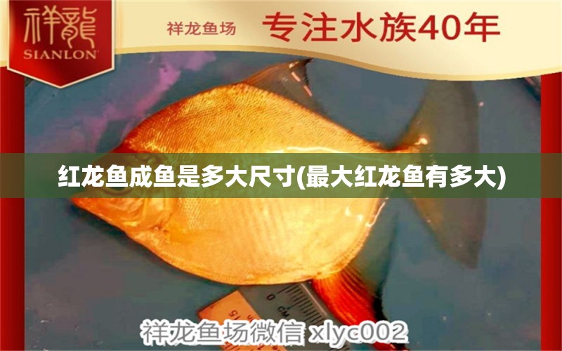 紅龍魚成魚是多大尺寸(最大紅龍魚有多大) 白子關(guān)刀魚