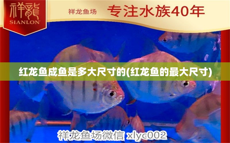 紅龍魚成魚是多大尺寸的(紅龍魚的最大尺寸) 元寶鳳凰魚